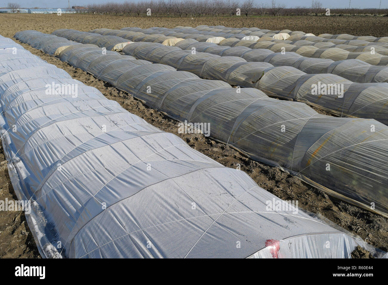 Plastic sheet garden hires stock photography and images Alamy