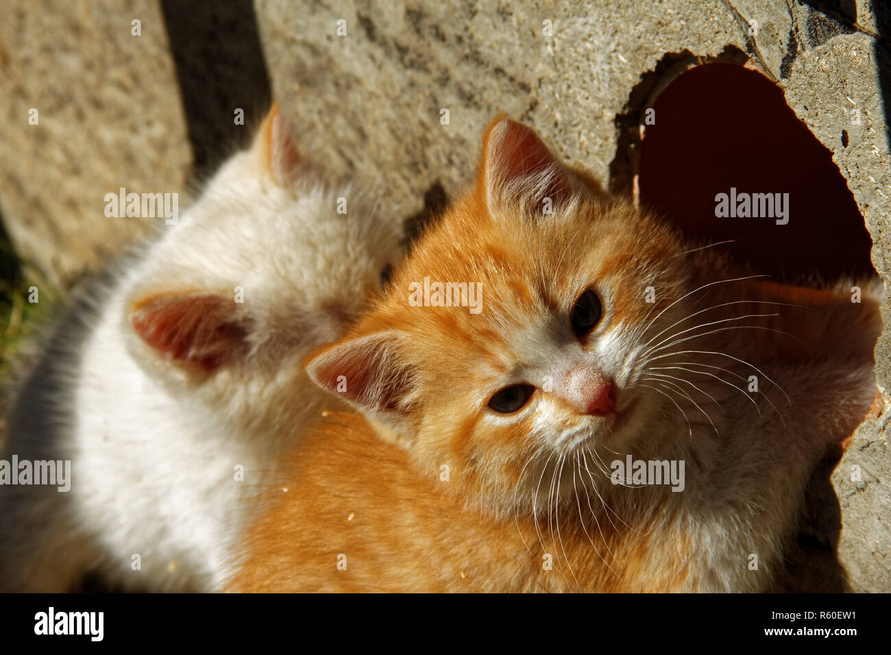 white and ginger kittens play about rural home Stock Photo