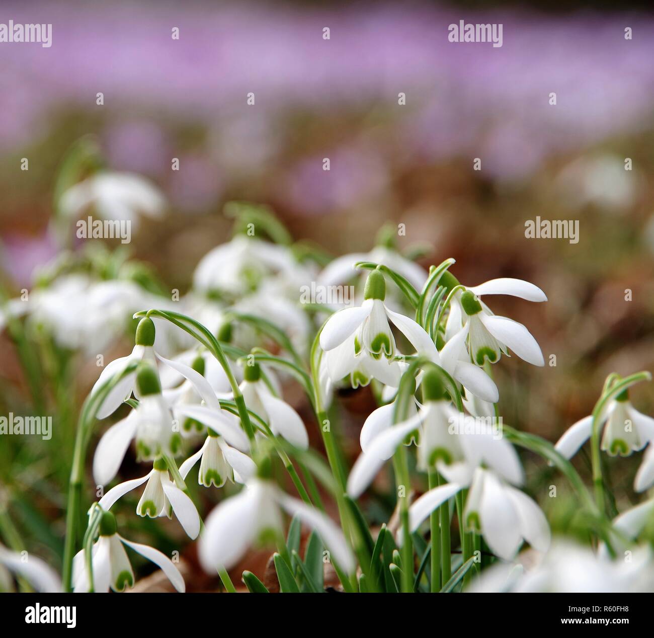 wild snowdrops in the forest Stock Photo