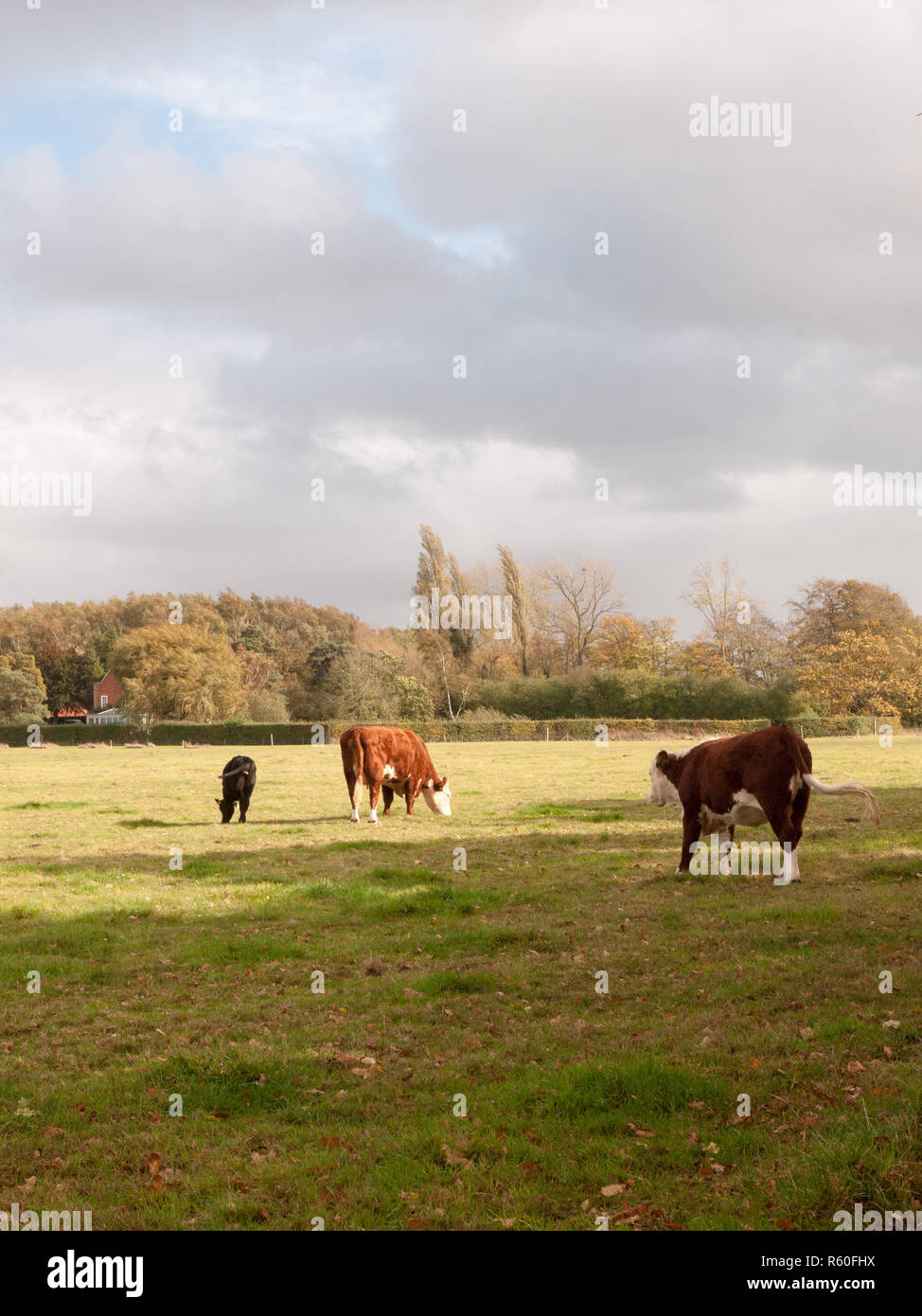 farm cows grazing on green pasture field outside Stock Photo - Alamy