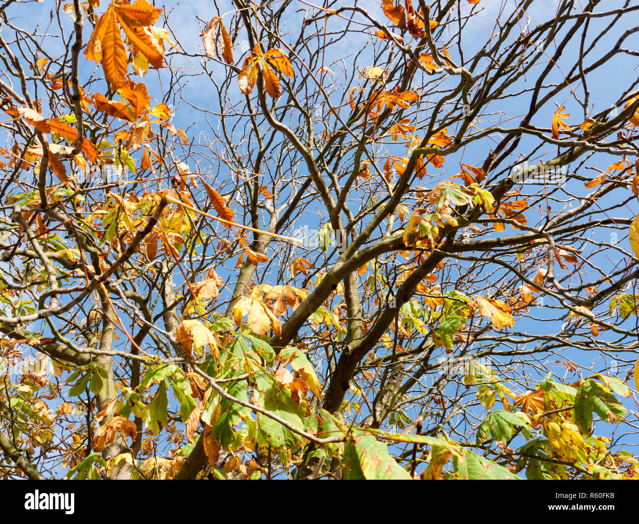 autumn tree branches almost bare with some yellow and green leaves up ...