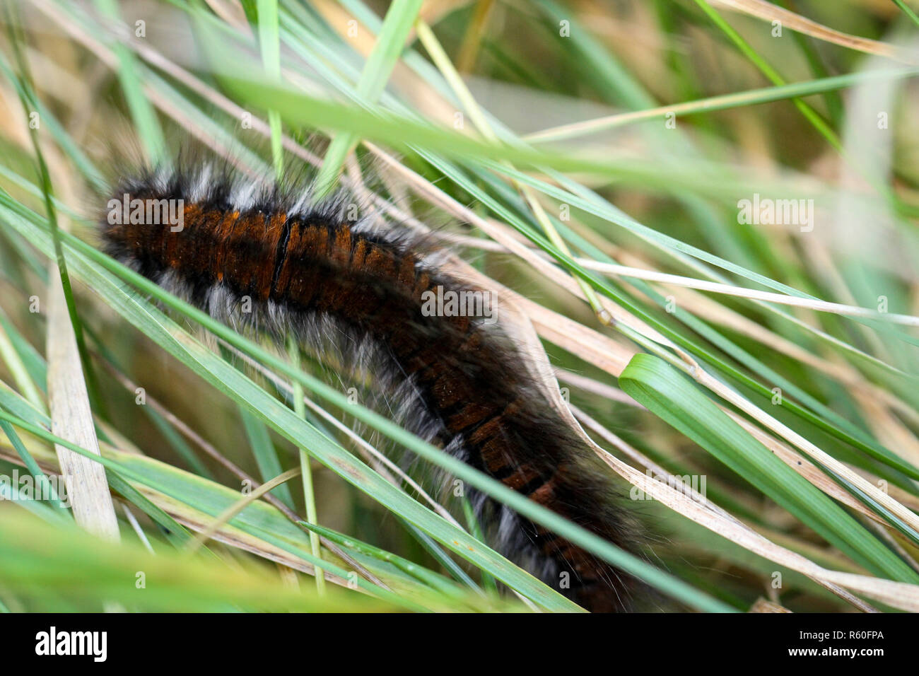 caterpillar of a blackberry spinner Stock Photo