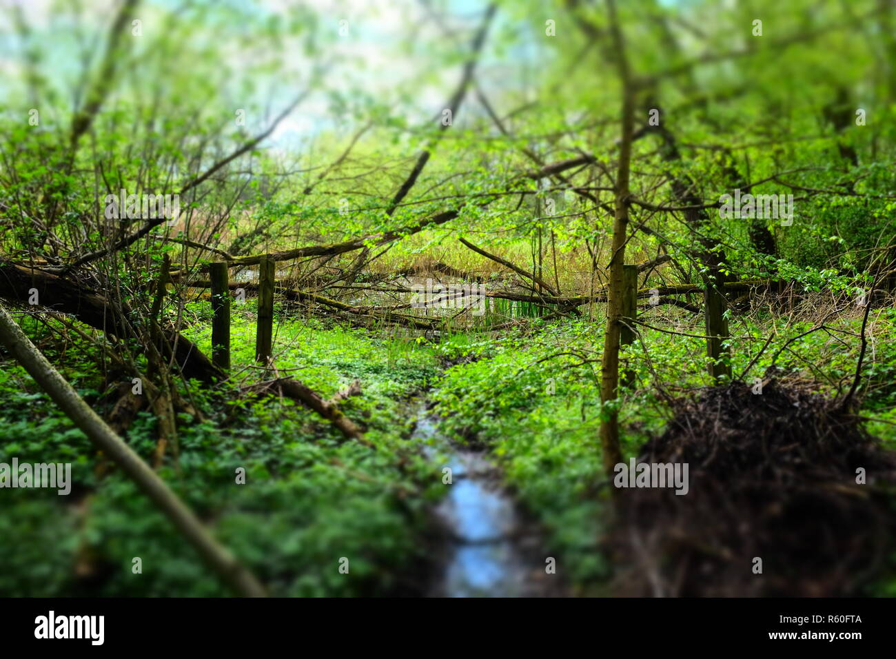biotope forest river trees blur background green Stock Photo Alamy