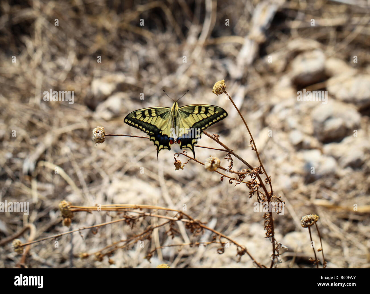 Tiger swallowtail caterpillar hires stock photography and images Alamy