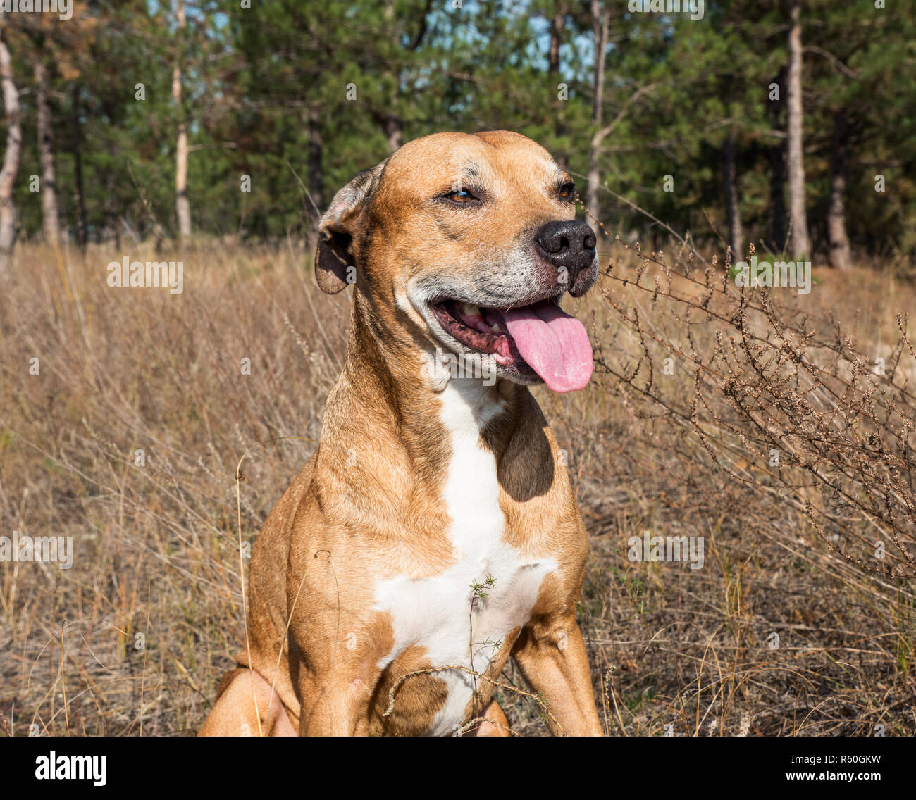 American pit bulls outdoors Stock Photo Alamy