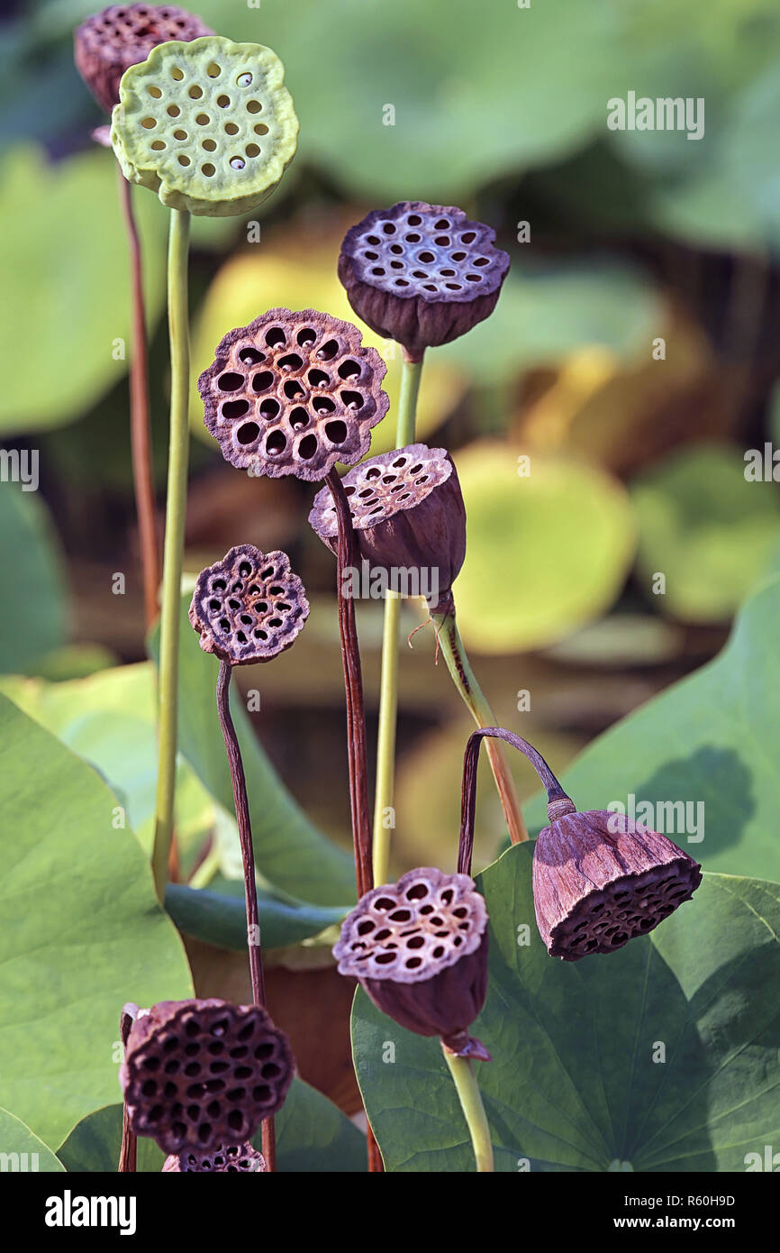 fruit stands lotus flower nelumbo nucifera Stock Photo Alamy