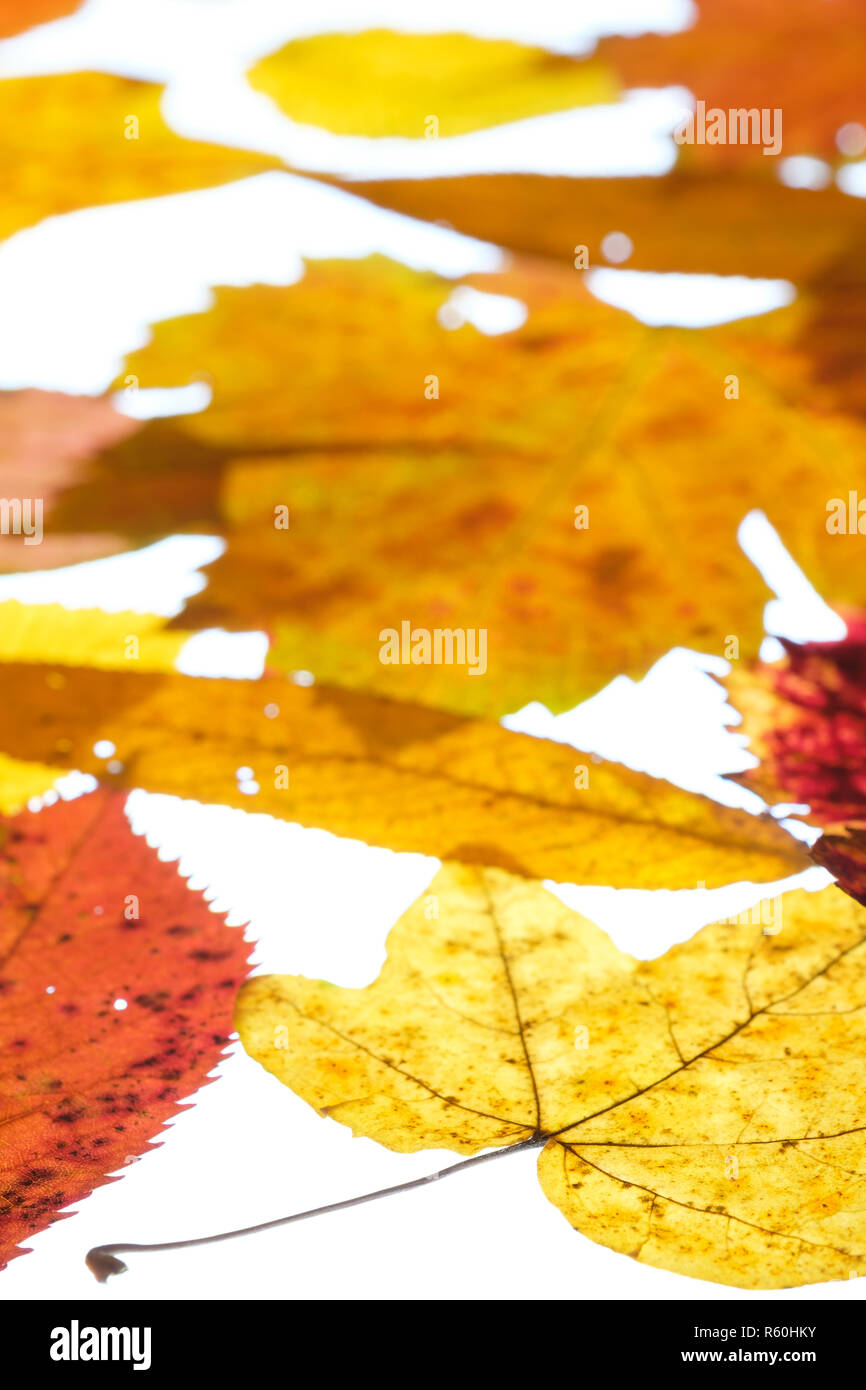 autumn leaves in fall coloration in transmitted light Stock Photo