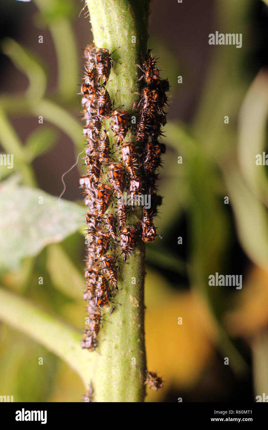 Tomato plant parasites Stock Photo Alamy