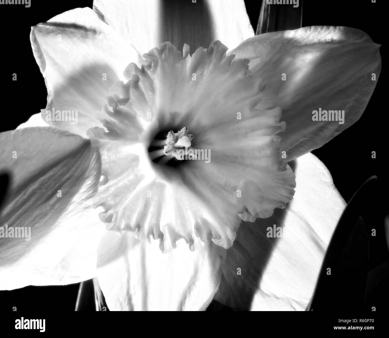 Back lit Black and White Close up of Daffodil flower, showing translucent glow and transparent pedals Stock Photo