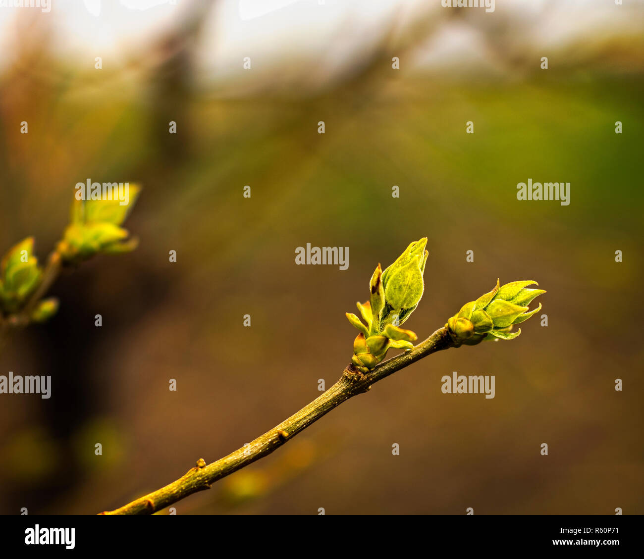 Close up View of Spring Lilac Leaf Buds With a Surreal Green, Brown and White Background Stock Photo