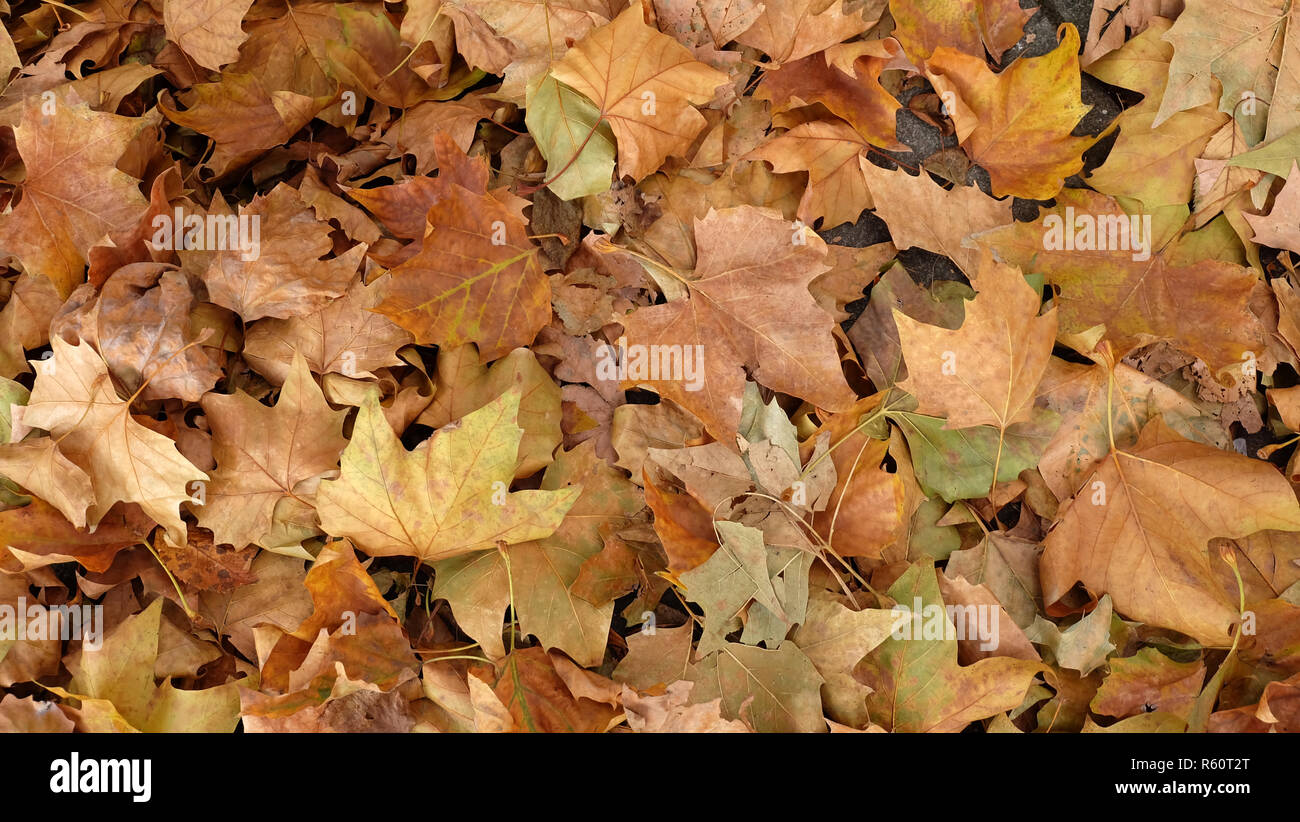 Sycamore leaves hi-res stock photography and images - Alamy