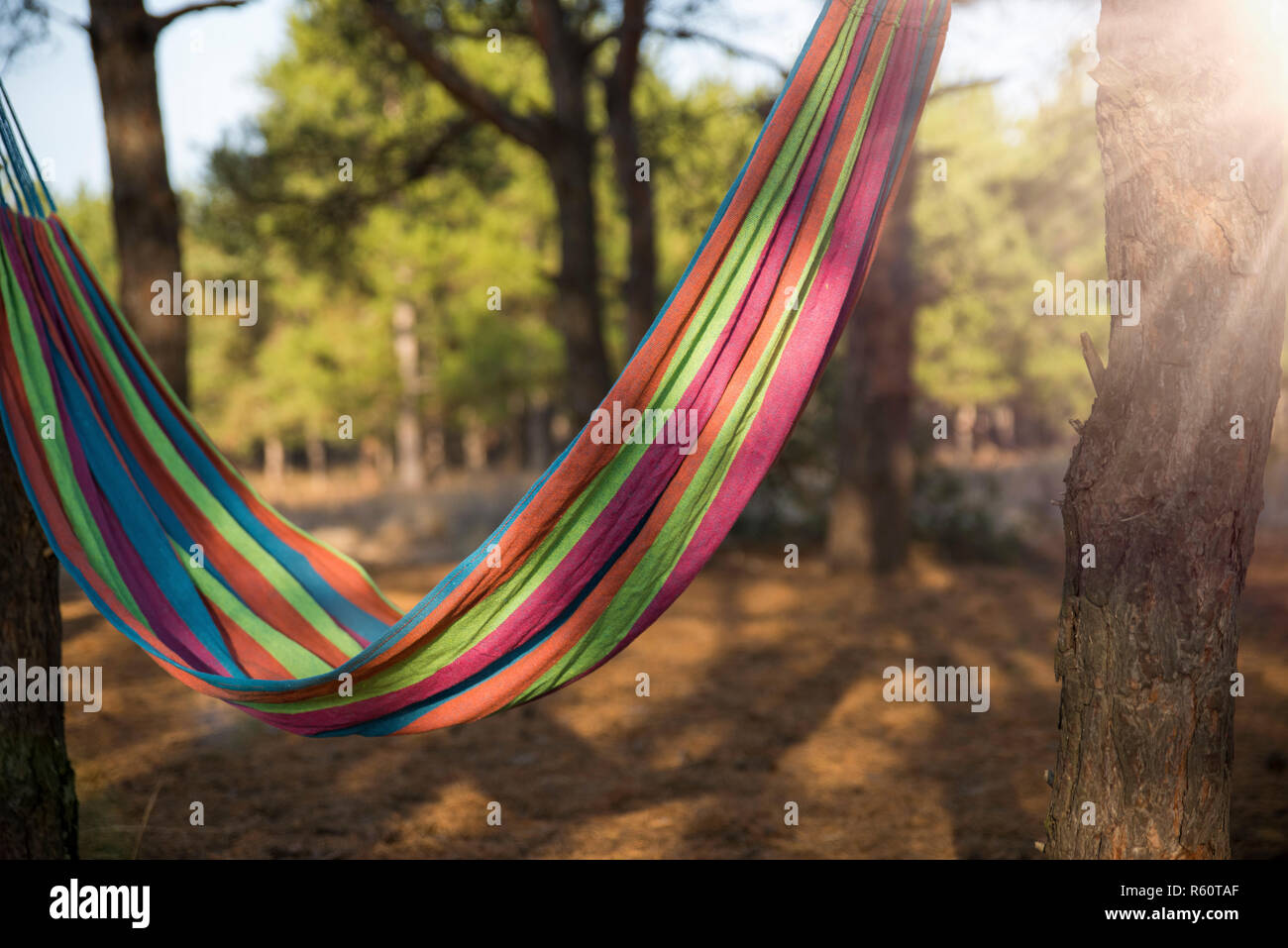 hammock hanging between two trees Stock Photo Alamy