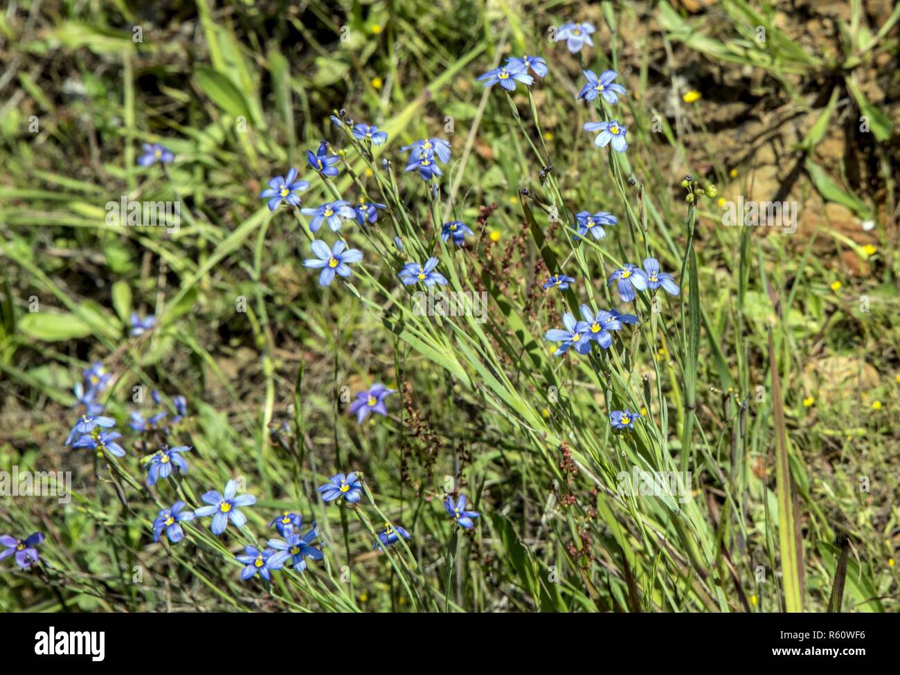 Sisyrinchium or blue-eyed grass a large genus of annual to perennial plants of the iris family, and a California native plant, grows at the edge of a vernal pool, Apr. 20, 2017, Travis Air Force Base, Calif. A higher than average rainy season for California has filled ponds and vernal pools on Travis to the brim, bringing back wildflowers that haven’t bloomed in years. Stock Photo