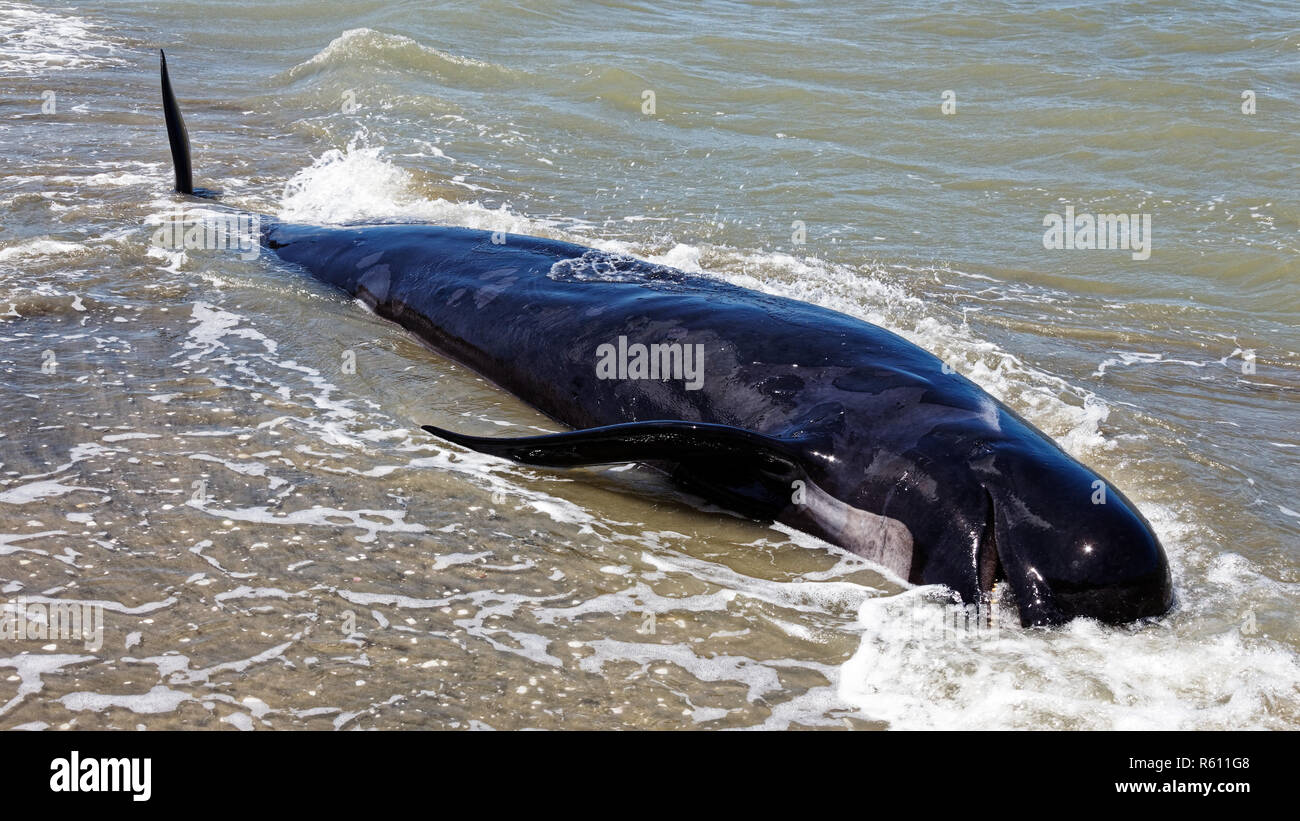 Dead pilot whale floating in the surf on Farewell Spit, New Zealand Stock Photo