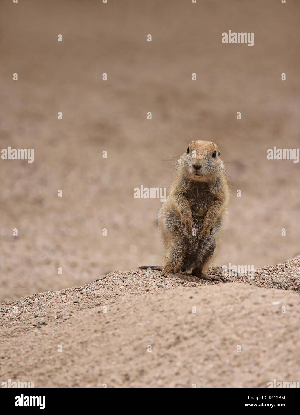 young prairie dog cynomys ludovicianus Stock Photo