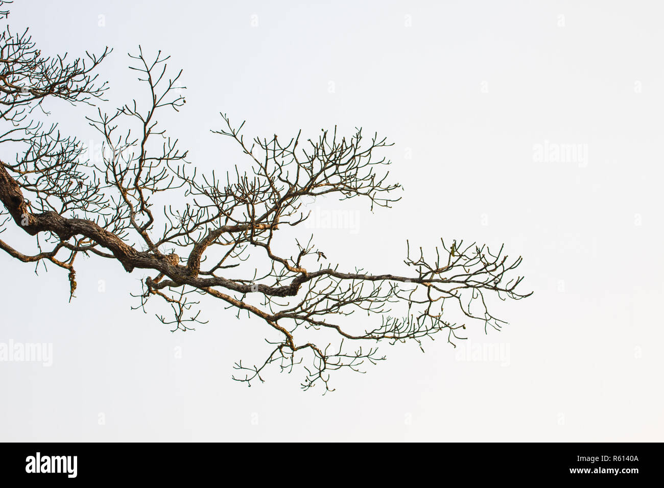 tree and blue sky background Stock Photo - Alamy