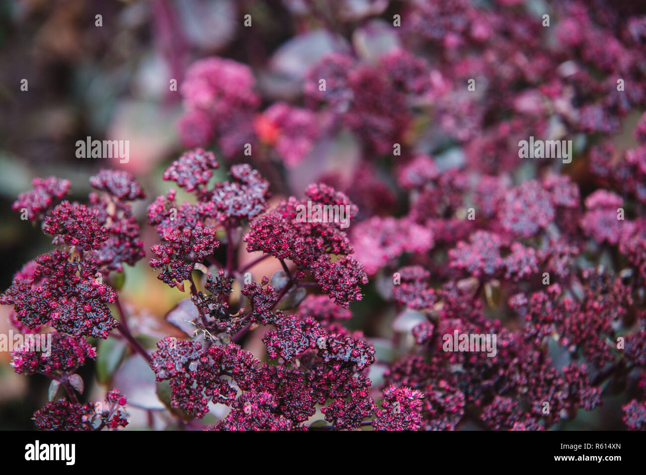 close up on red flowers of crassulaceae Stock Photo