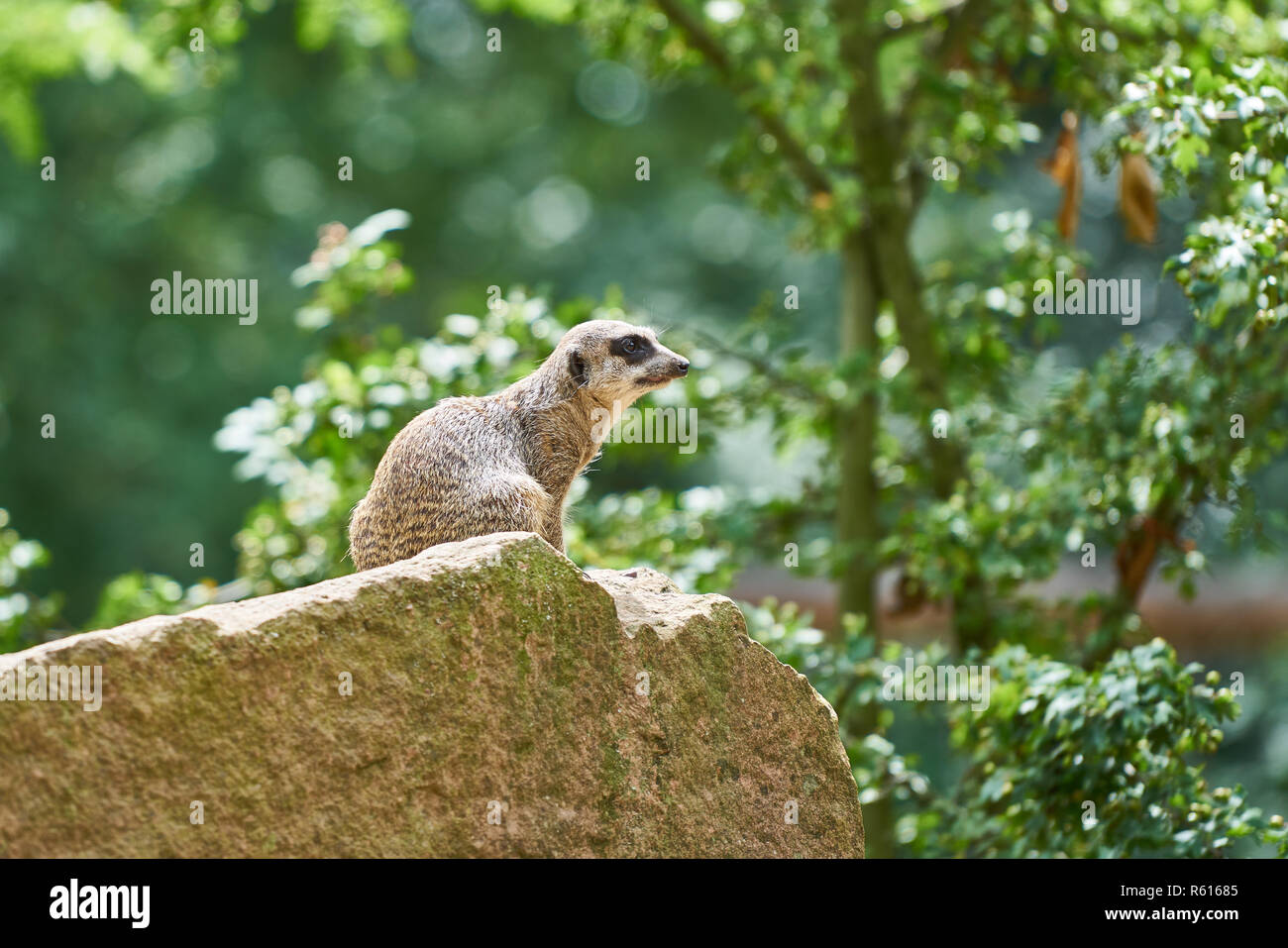 Â a meerkat sits on a rock Stock Photo