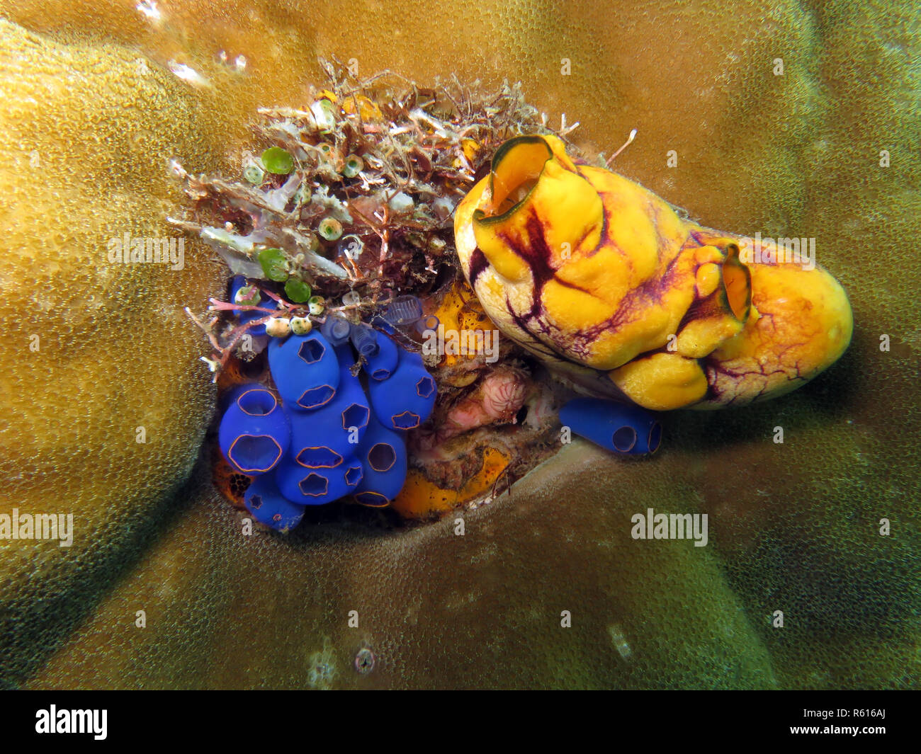 gold sea squirt (polycarpa aurata) and blue sea squirt (rhopalaea sp.) Stock Photo