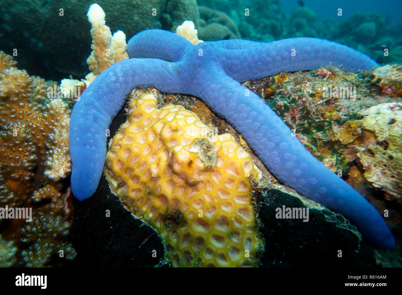 blue starfish (linckia laevigata Stock Photo - Alamy