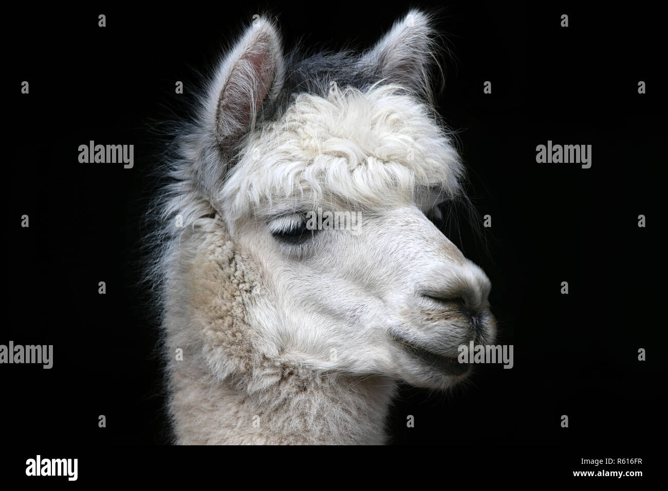 alpaca vicugna pacos - white on black Stock Photo