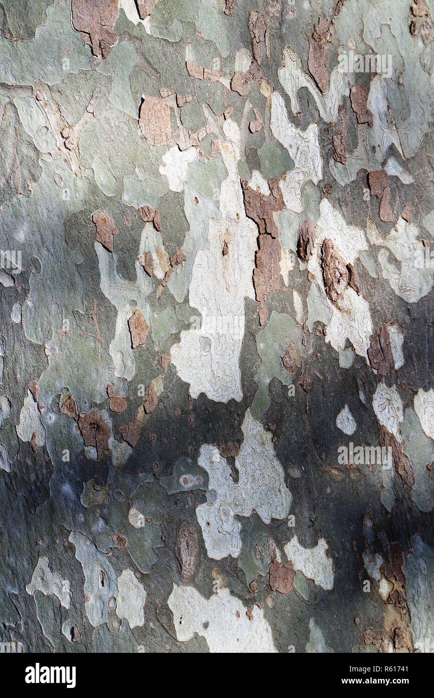 plane tree bark Stock Photo Alamy