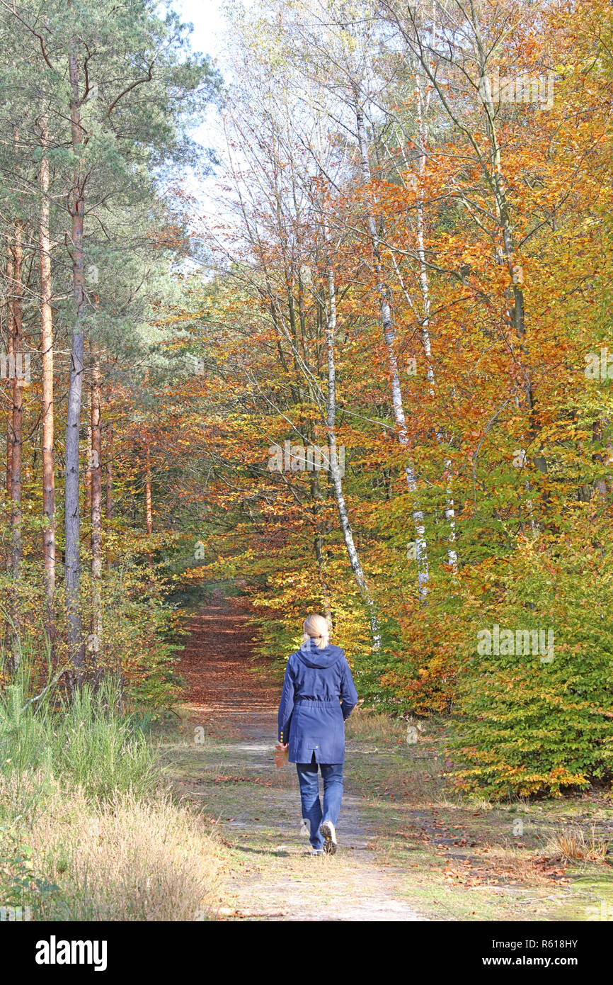 forest walk in autumn Stock Photo