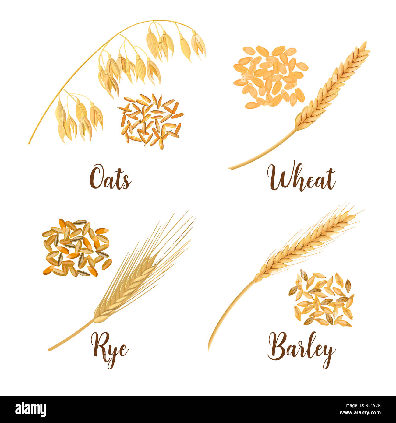 Wheat, barley, oat and rye. Cereals 3d icon vector set. Four cereals