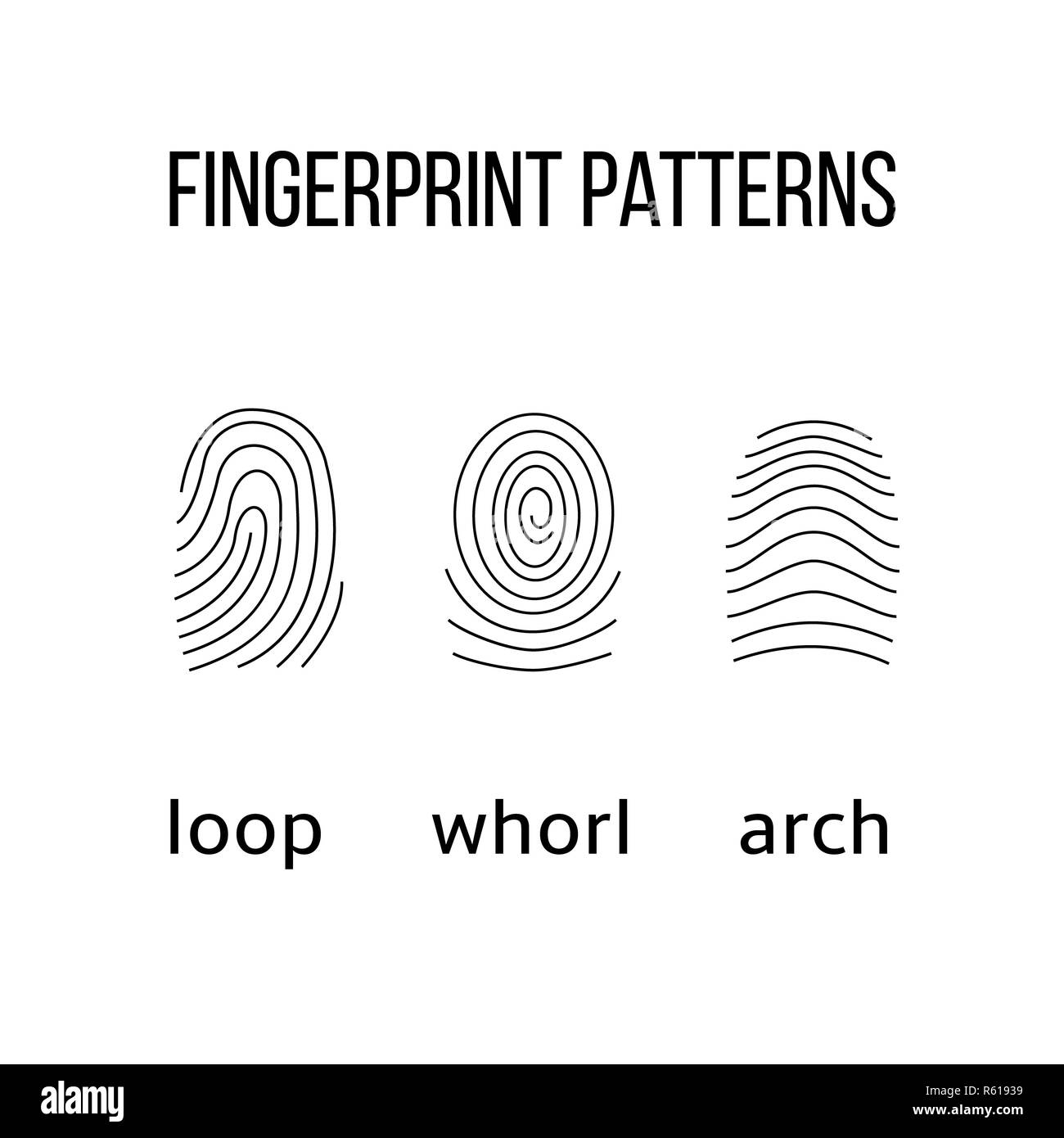 Three fingerprint types on white background. Stock Photo