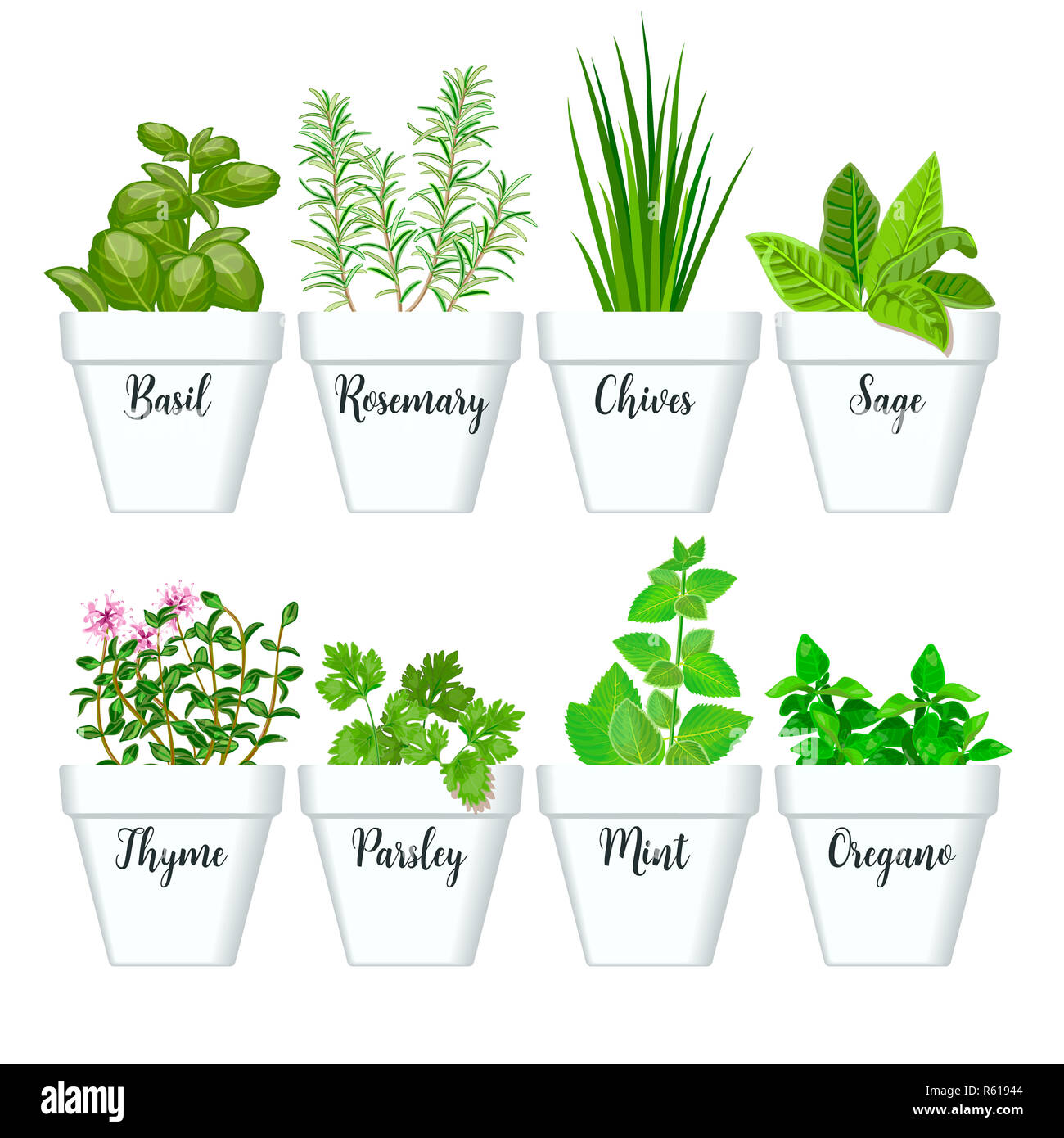 Set of culinary herbs in white pots with labels. Green basil, sage
