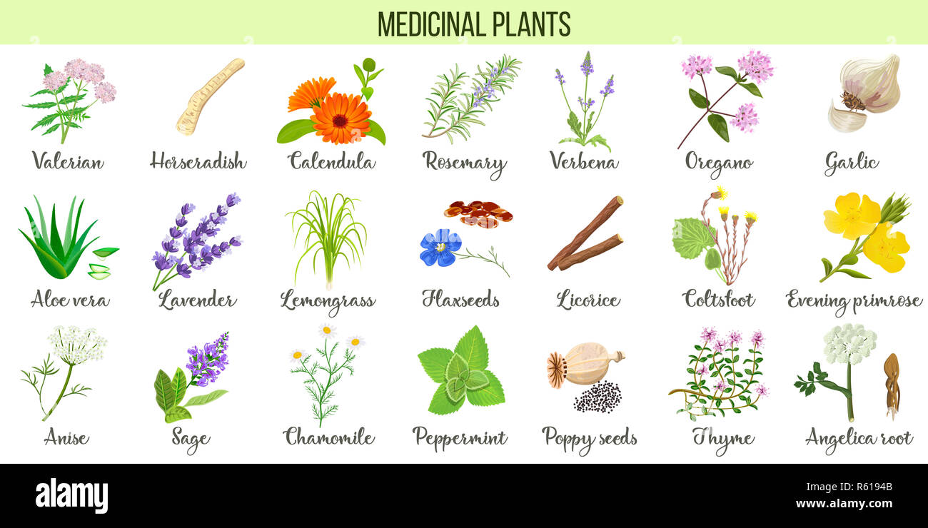 Big vector set of medicinal plants. Valerian, Aloe vera, lavender, peppermint, angelica root, Chamomile, verbena, anise Stock Photo