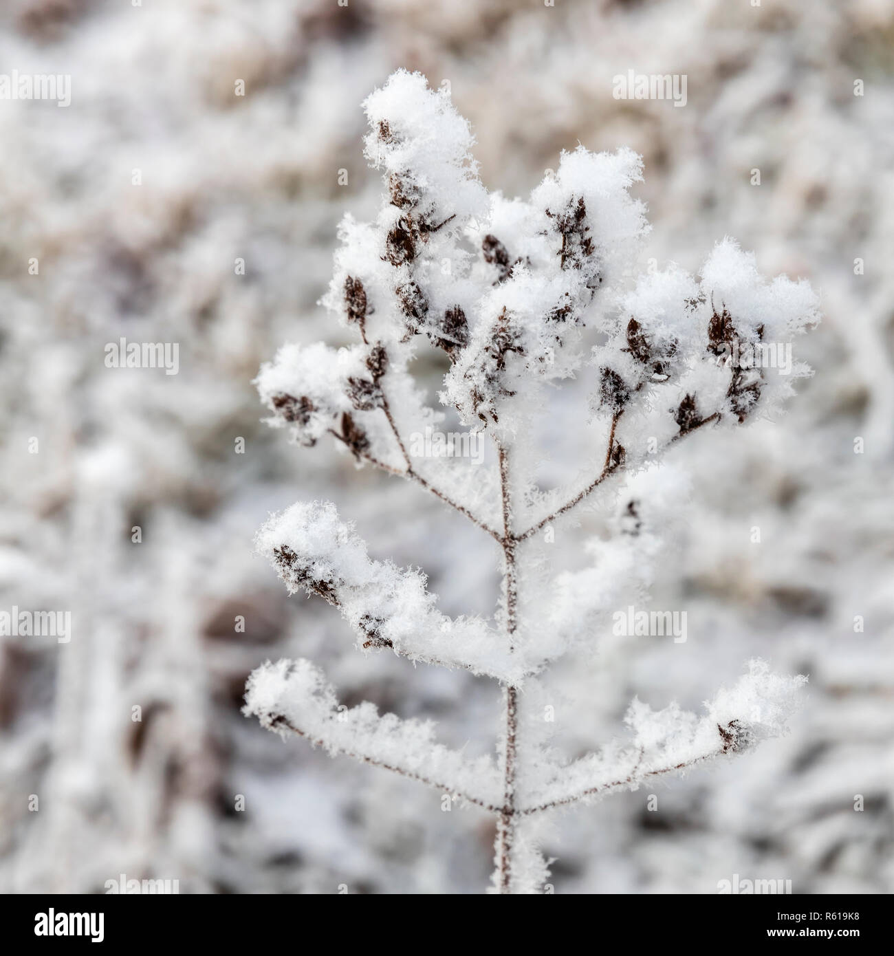 Frozen Seeds Coated With Ice Crystals Stock Photo - Alamy