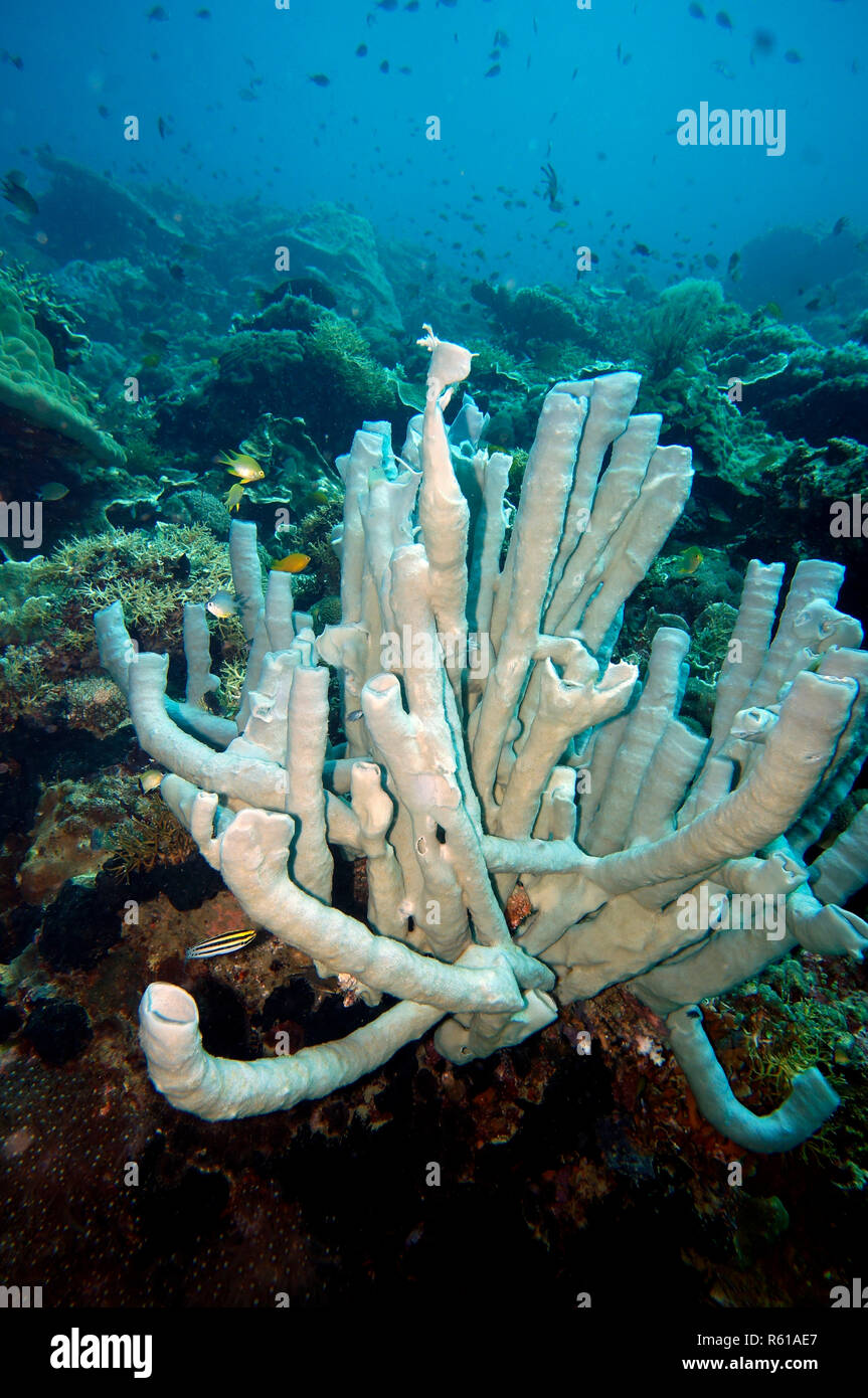 sponge (callyspongia sp Stock Photo Alamy
