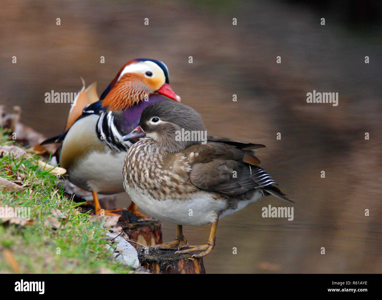 Pair of Mandarin Duck birds resting on grassy wetland of Biebrza river