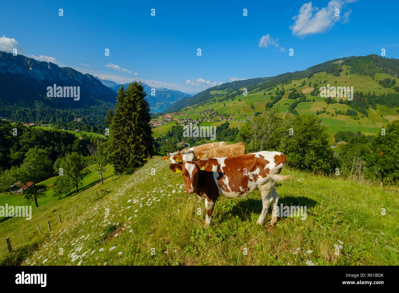 Small herd of cows graze in the Alpine meadow Stock Photo - Alamy