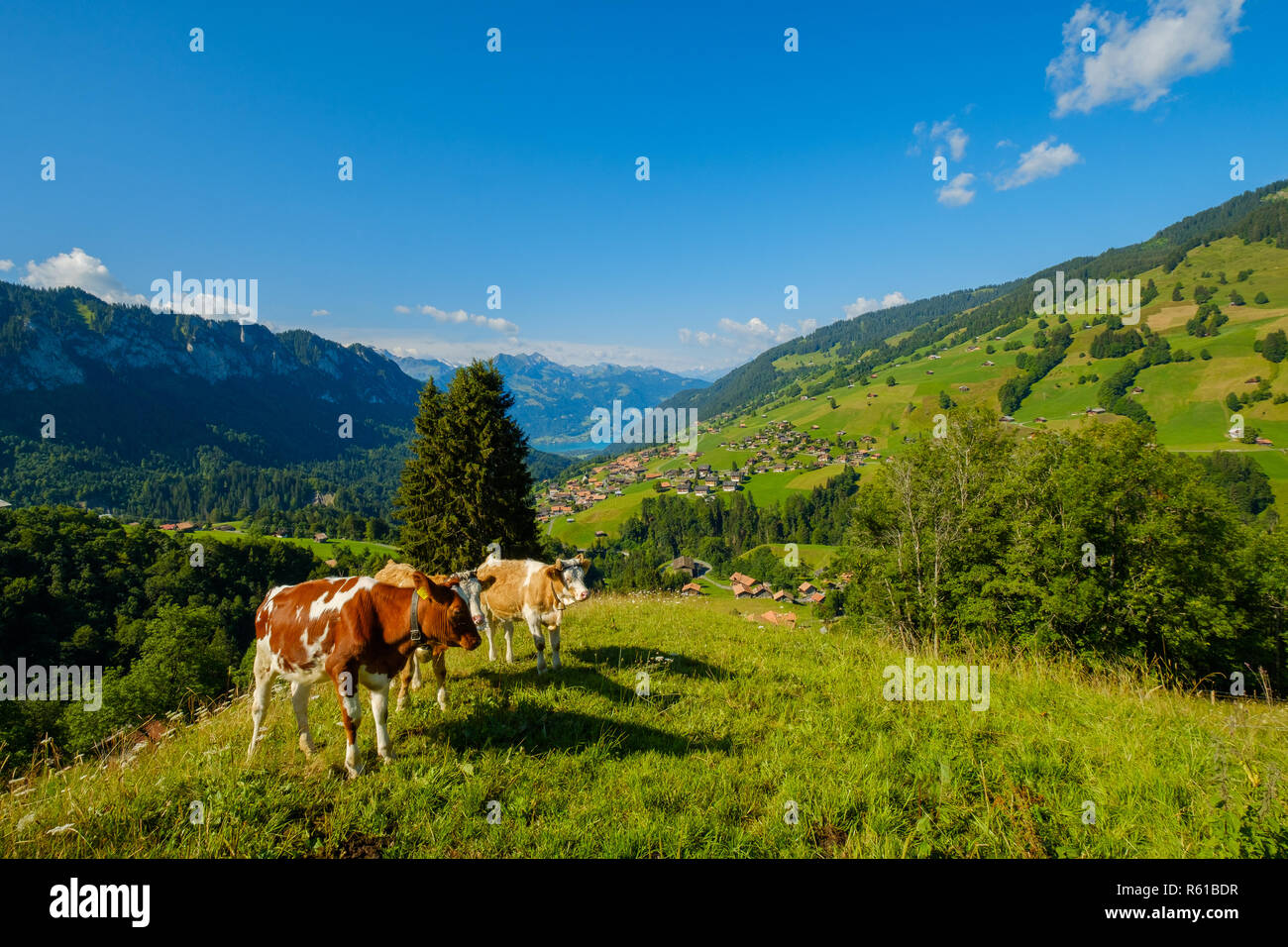 Small herd of cows graze in the Alpine meadow Stock Photo - Alamy