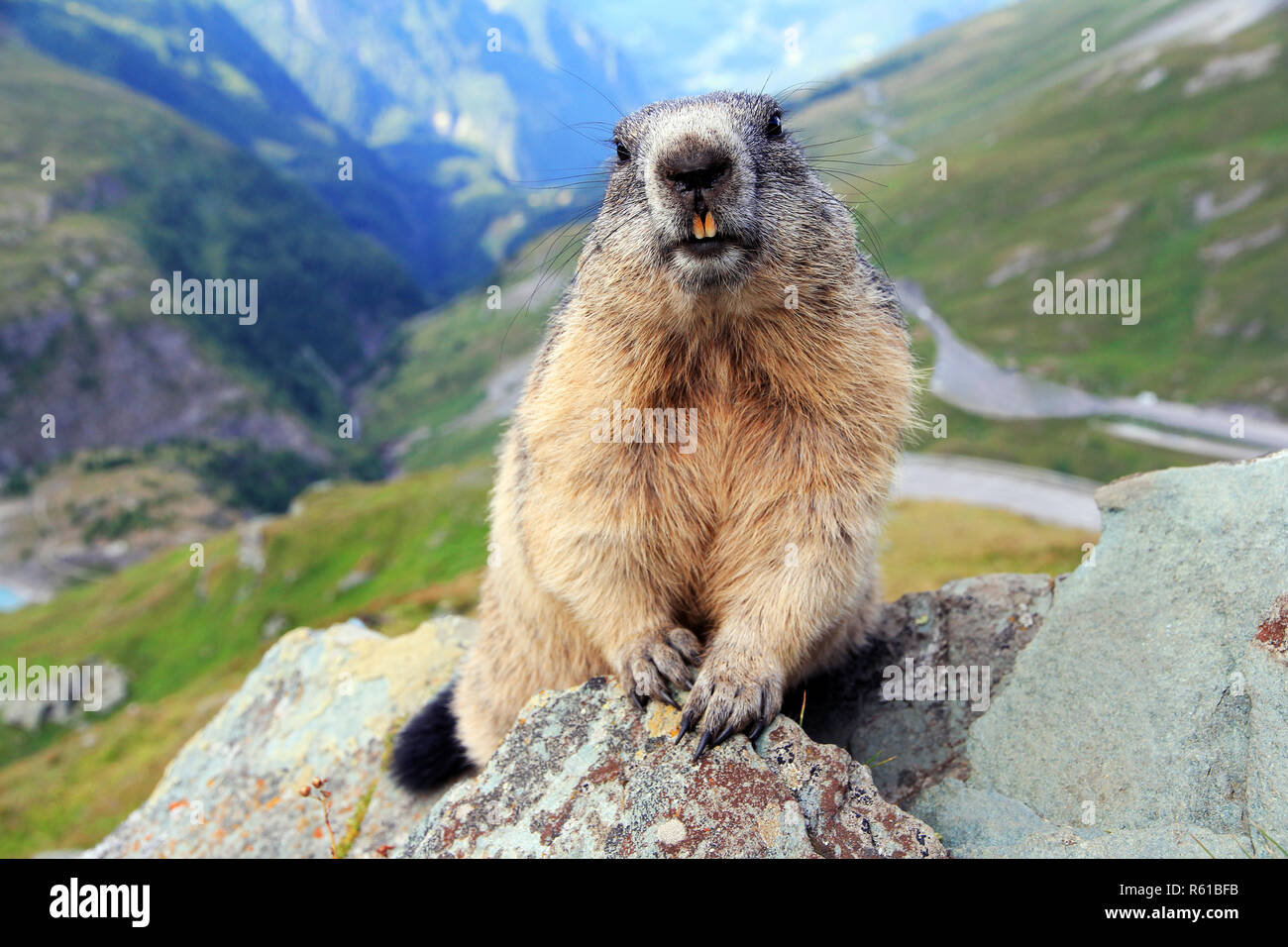 an alpine marmot in the mountains shows his teeth Stock Photo