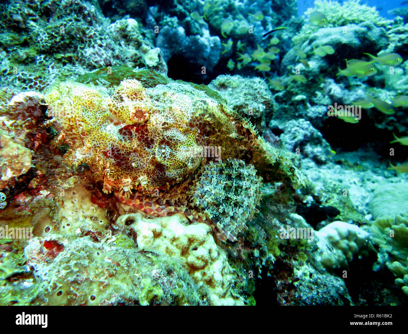 baertiger scorpionfish (scorpaenopsis oxycephalus) also fringe-scorpionfish Stock Photo