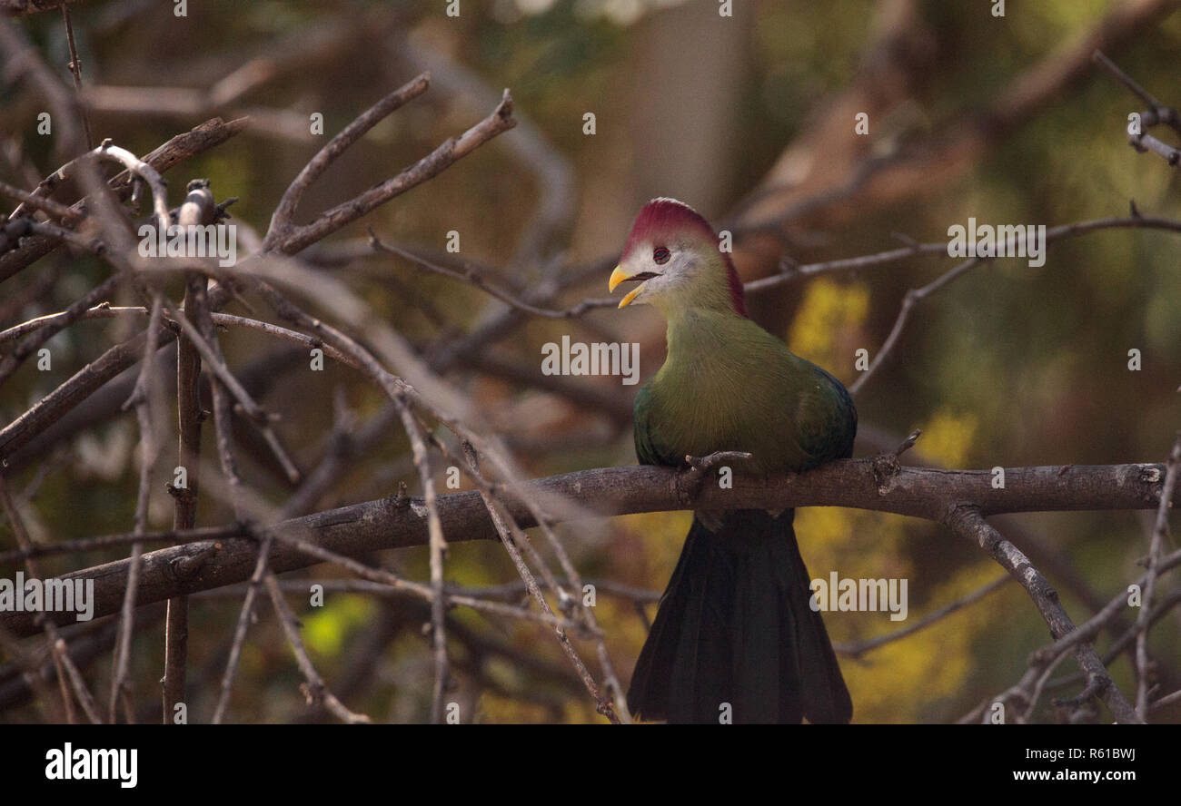 turaco wildbird
