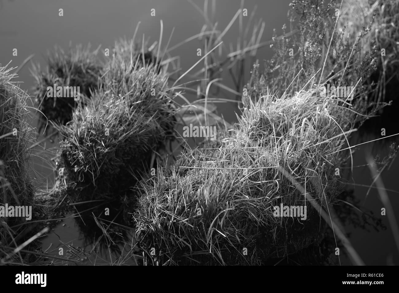 monochrome lake grasses Stock Photo