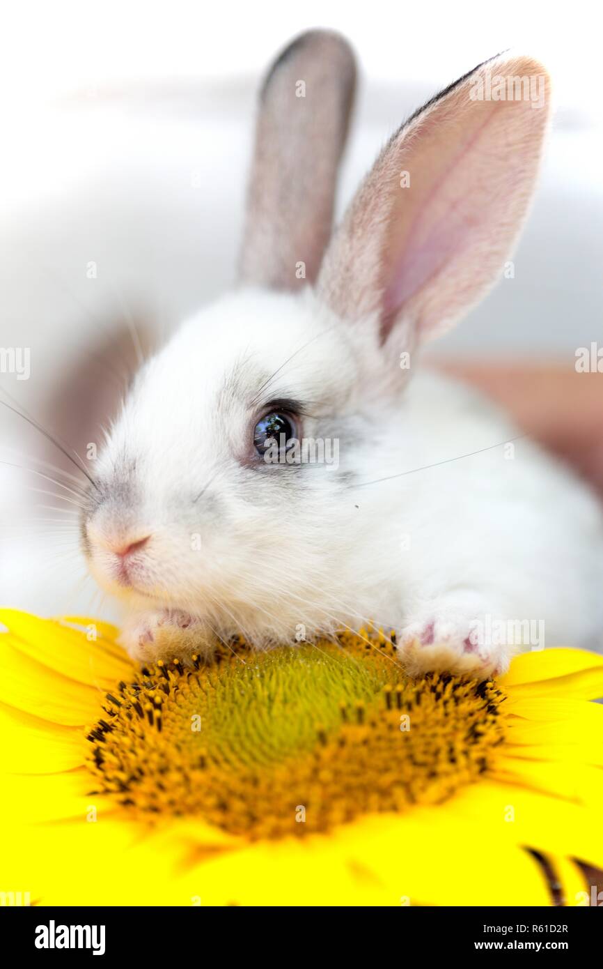 Baby wild rabbit yellow flower hi-res stock photography and images - Alamy