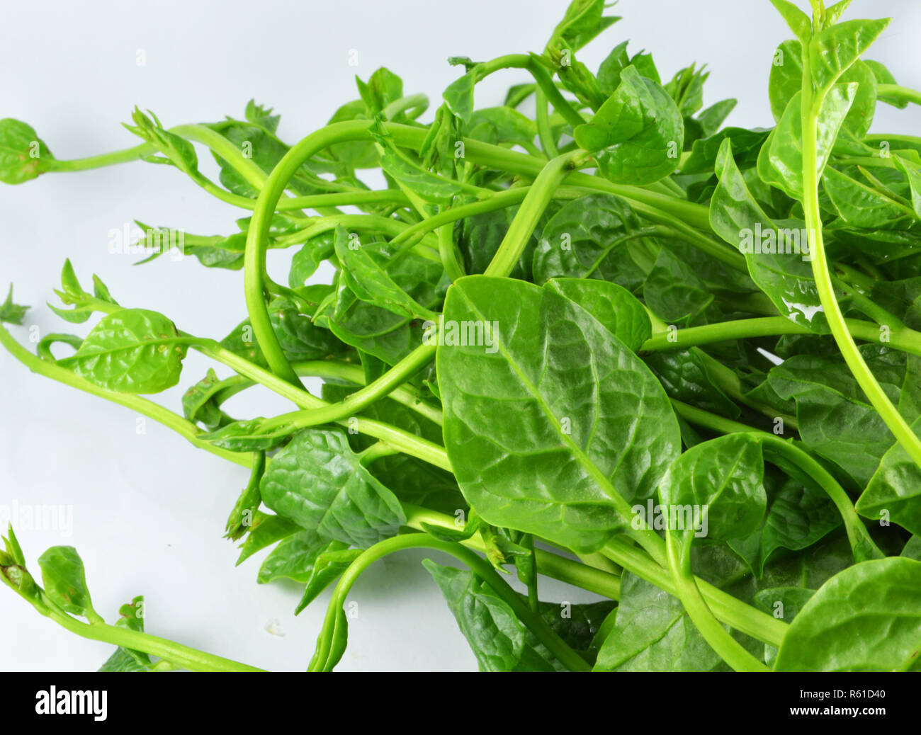 malabar spinach isolated / fresh green vegetable of malabar spinach or ceylon spinach isolated