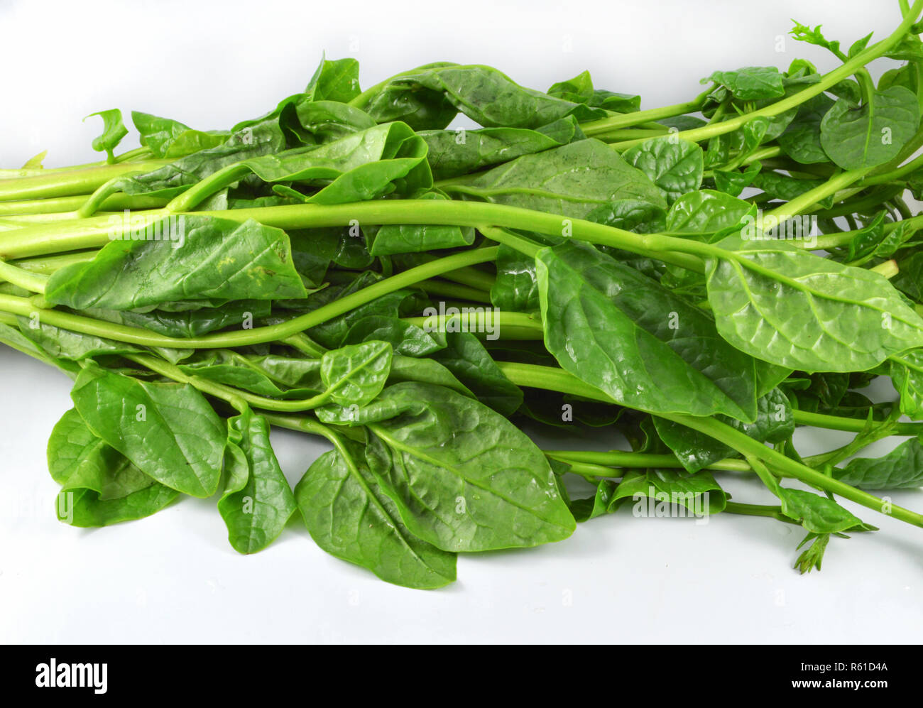 malabar spinach isolated / fresh green vegetable of malabar spinach or