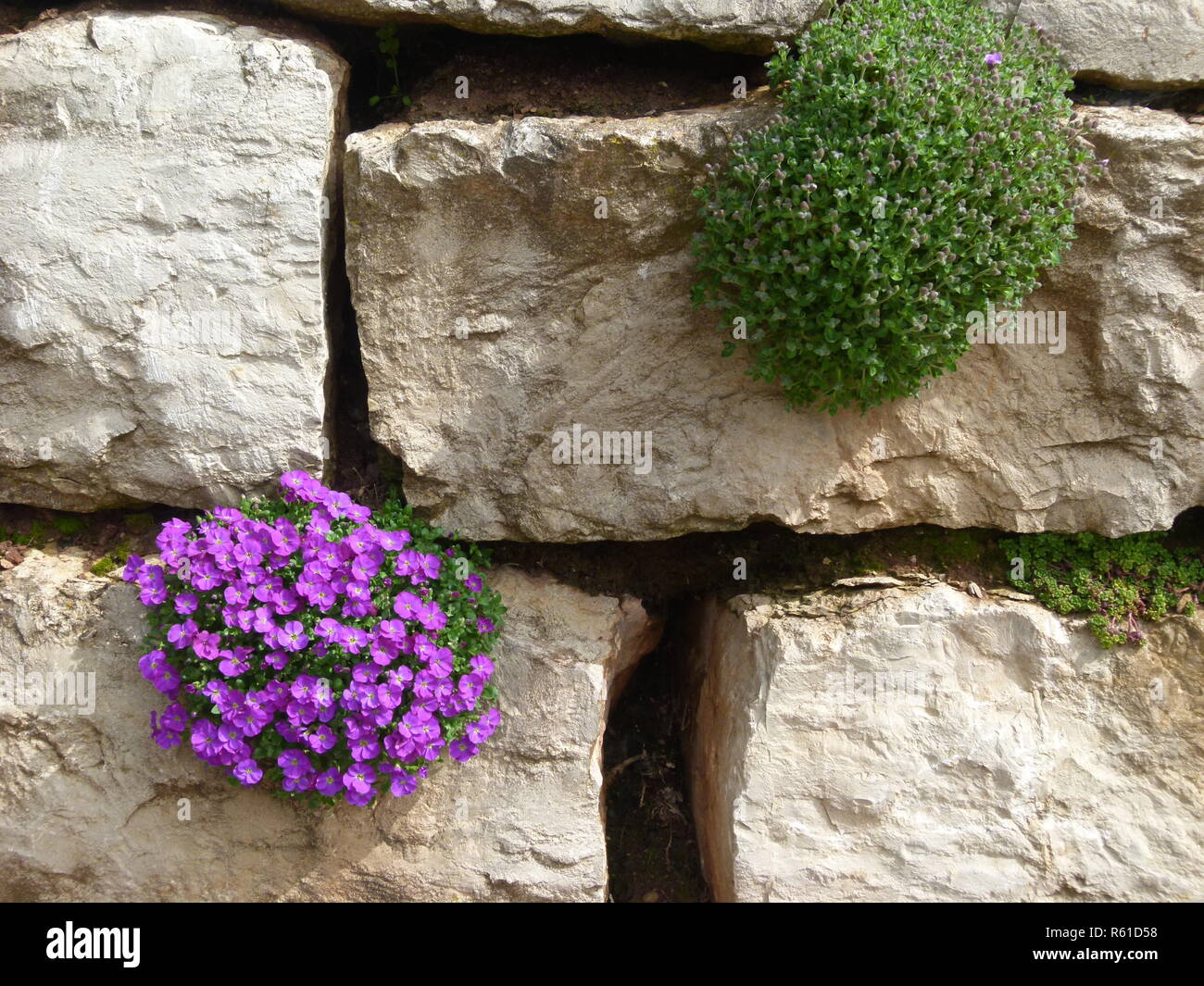 flowers on the stone wall Stock Photo