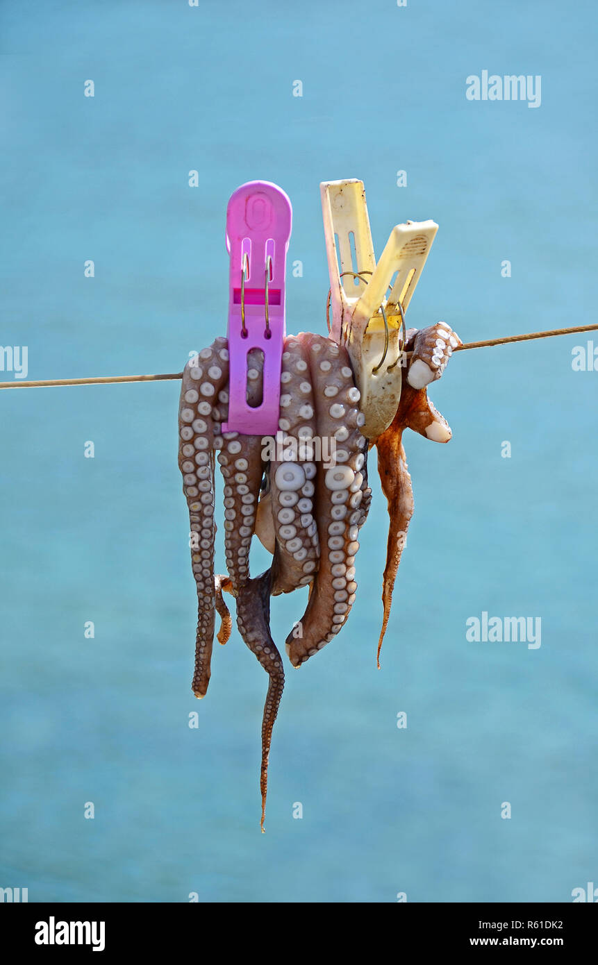 cuttlefish on a leash Stock Photo