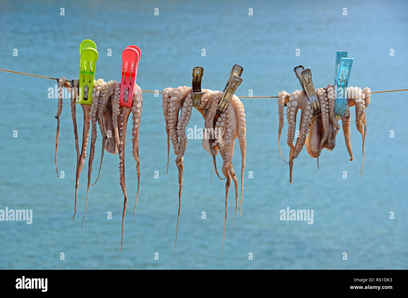 cuttlefish are hanging on a leash Stock Photo