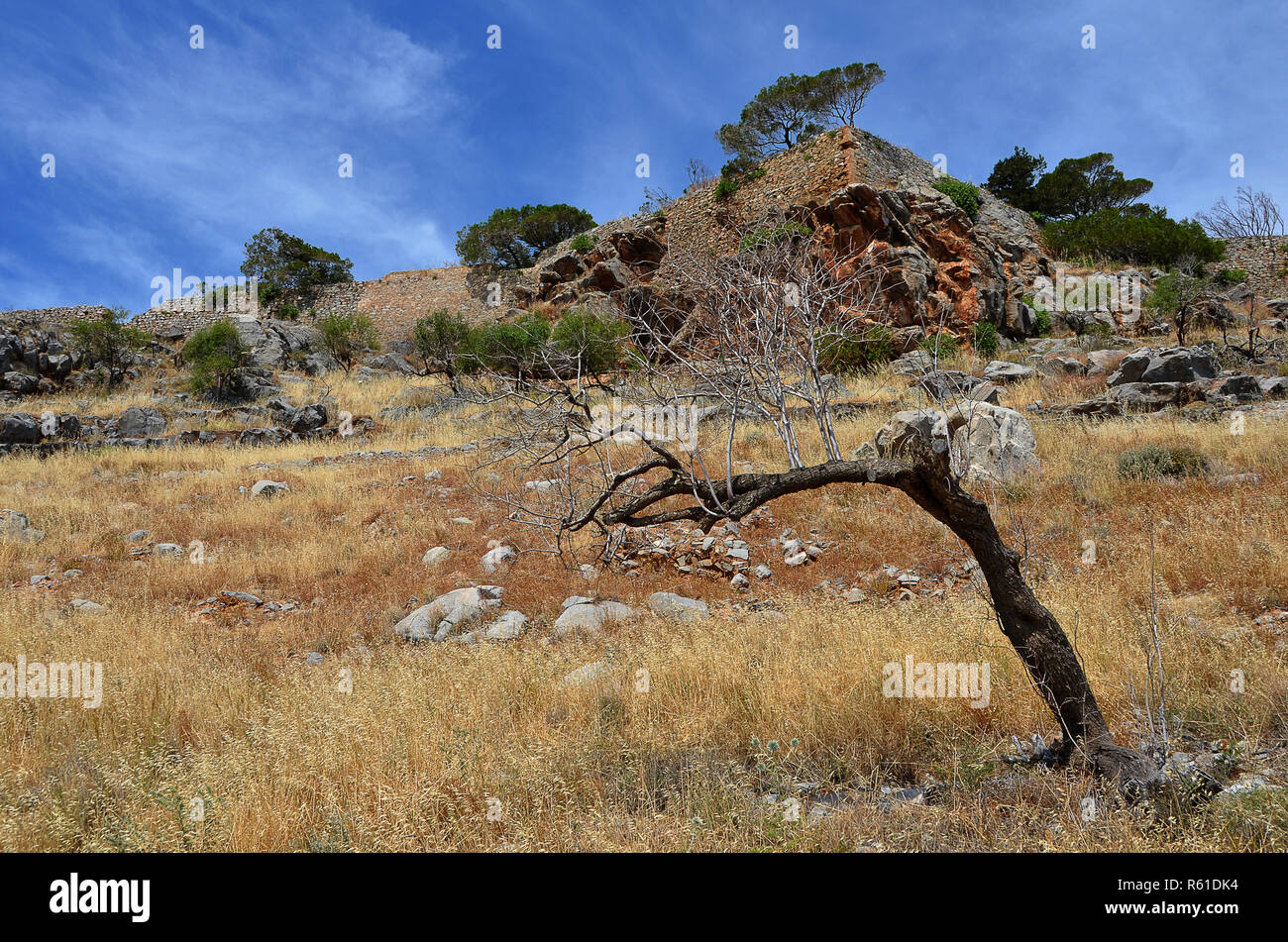 dehydrated tree on crete Stock Photo