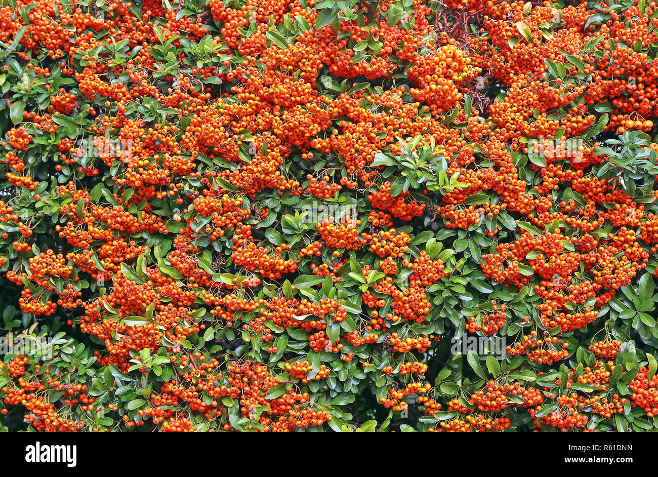 firethorn pyracantha red berries in autumn Stock Photo