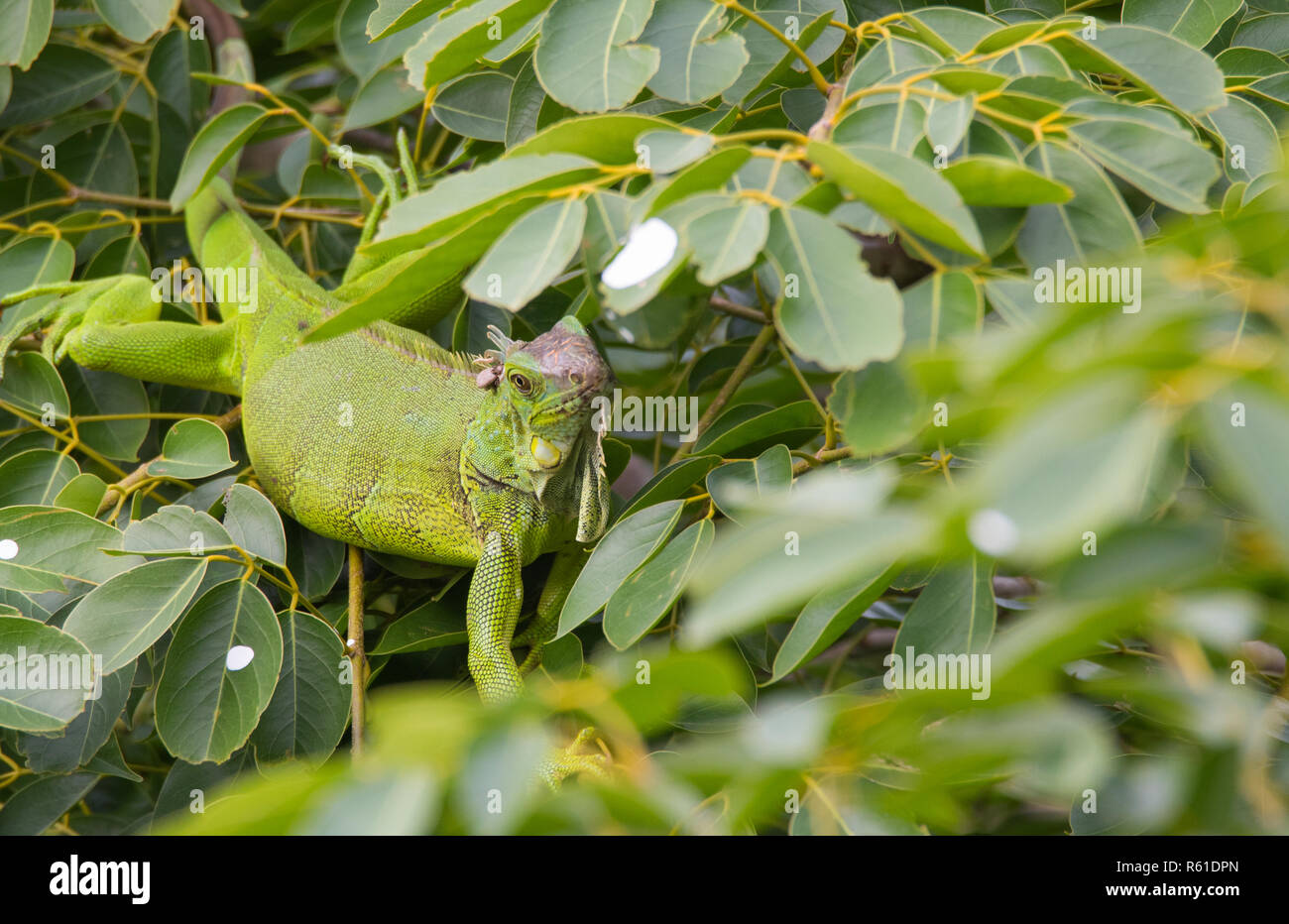 Green Iguana  (Iguana iguana) takes refuge on a tree branch, shelters from the heat of the sun. Stock Photo