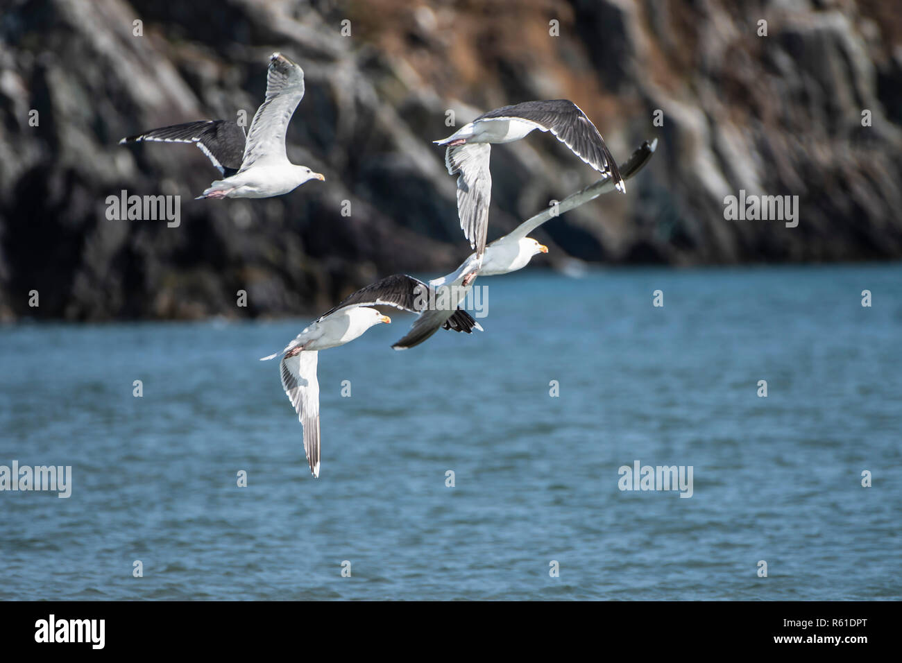 Black-backed gulls in flight in little rocky bay Stock Photo